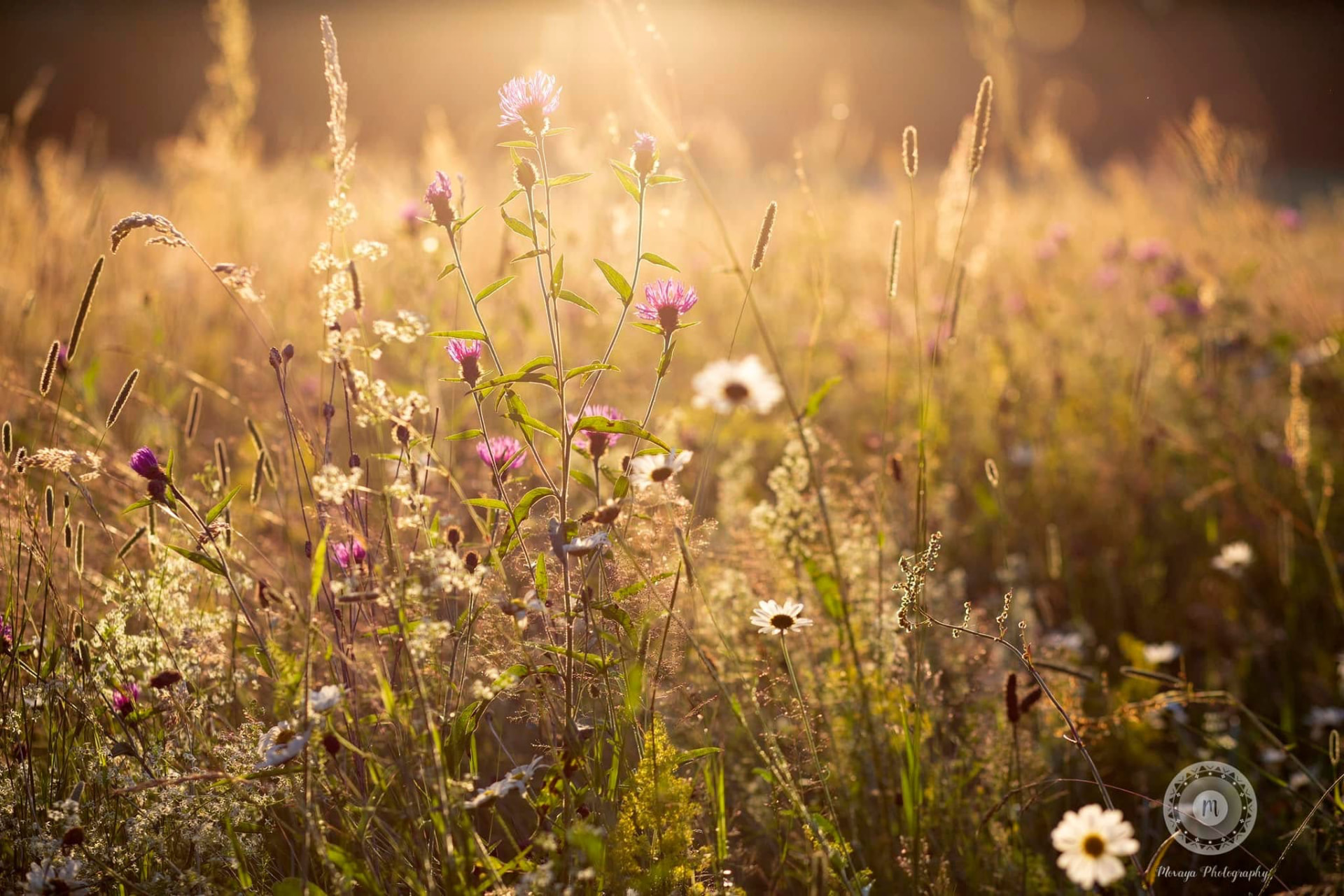 Sunlit wildflower meadow with knapweed and daisies